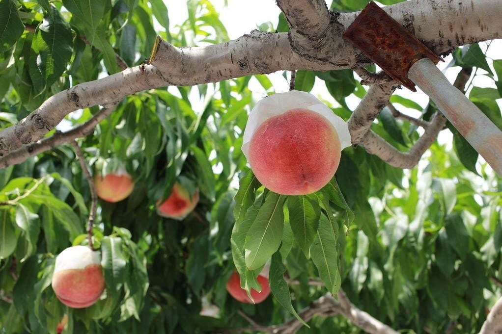 サンクトガーレン「7種の桃のエール」“まるで桃を丸かじり”桃感あふれるフルーツビール