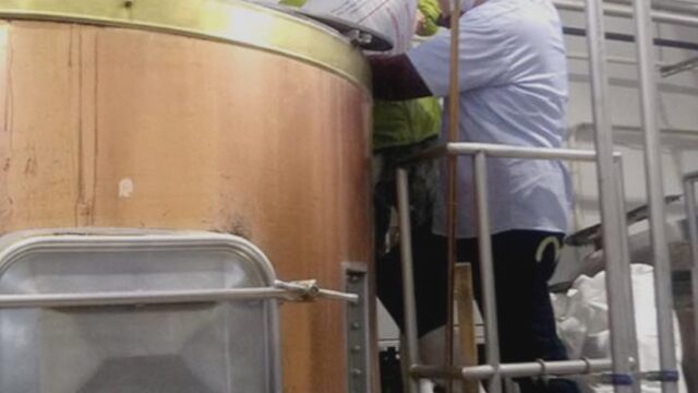東北魂ビールの仕込みで、麦芽を投入する世嬉の一酒造の後藤工場長(左)とイシノマキ・ファームの岡醸造長