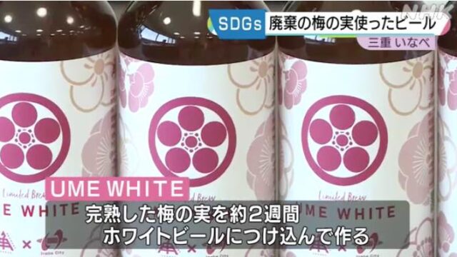 廃棄の梅の実を使ったクラフトビール開発 いなべ市内で販売へ